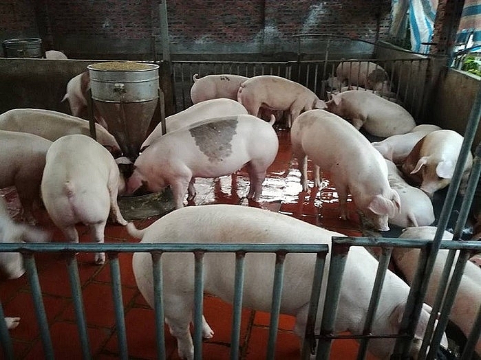 Giá thịt lợn hôm nay 14/10:  Xuất hiện mức 62.000 đồng/kg ở miền Bắc