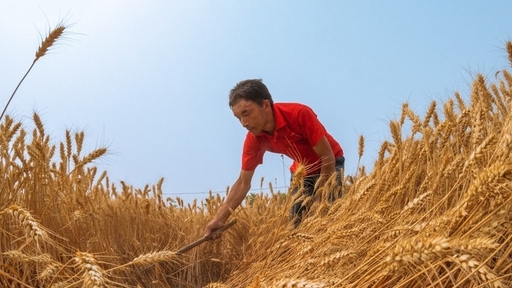 FAO: Dự báo thị trường ngũ cốc toàn cầu vẫn có nguồn cung tốt
