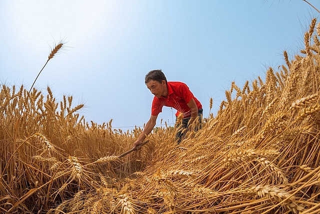 FAO dự báo thị trường ngũ cốc toàn cầu vẫn có nguồn cung tốt