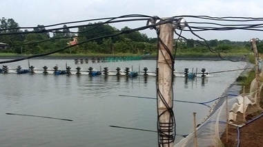 Cà Mau: Khắc phục ngay những hạn chế, tồn tại tai nạn điện