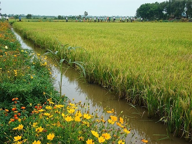 Kiên Giang: Chỉ đạo sản xuất vụ lúa Đông Xuân 2020 - 2021 an toàn, hiệu quả