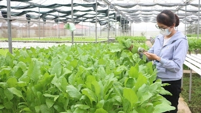Quảng Ninh: Ngành Nông nghiệp thực hiện đảm bảo mục tiêu tăng trưởng quý IV