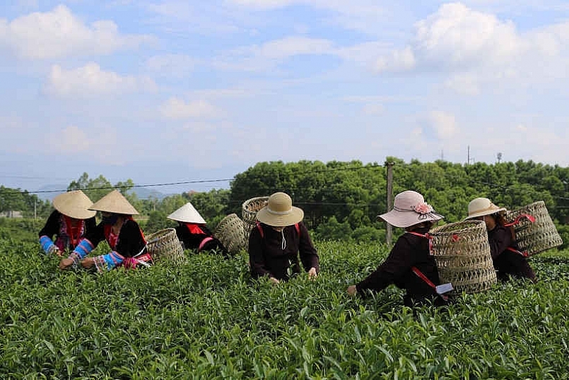 Thu hoạch chè ở xã Quảng Long, huyện Hải Hà, tỉnh Quảng Ninh