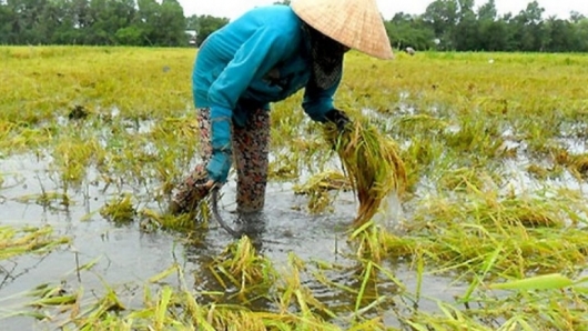 Kiên Giang:  Thiên tai gây ngập úng cục bộ hơn 1.330 ha lúa Hè Thu
