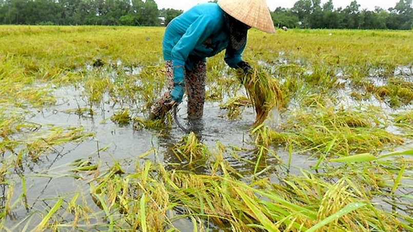 Kiên Giang:  Thiên tai gây ngập úng cục bộ hơn 1.330 ha lúa Hè Thu