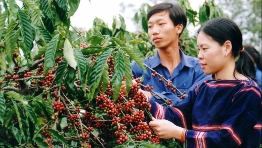 Giá cà phê hôm nay 17/10: Tiếp tục chuỗi ngày tăng giá