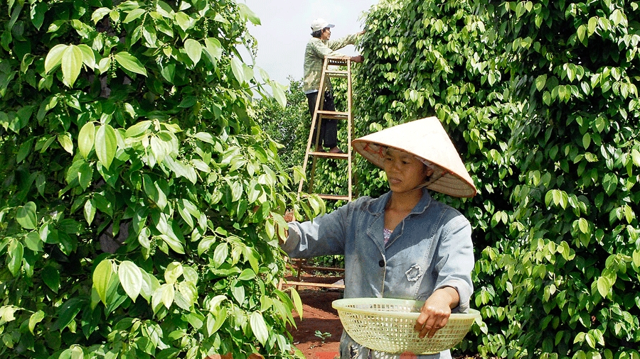 Giá hồ tiêu hôm nay 17/10: Đồng loạt tăng