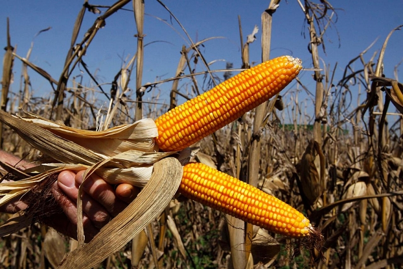 Brazil quyết định sẽ bỏ thuế nhập khẩu đối với đậu tương và ngô