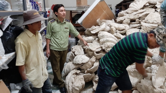 Tiền Giang: Chuyển giao 21.000 kg vỏ Trai tai tượng khổng lồ cho Bảo tàng Thiên nhiên Việt Nam
