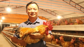Quảng Ninh: Lần đầu tiên tổ chức hội thi "Vua gà" tại huyện Tiên Yên
