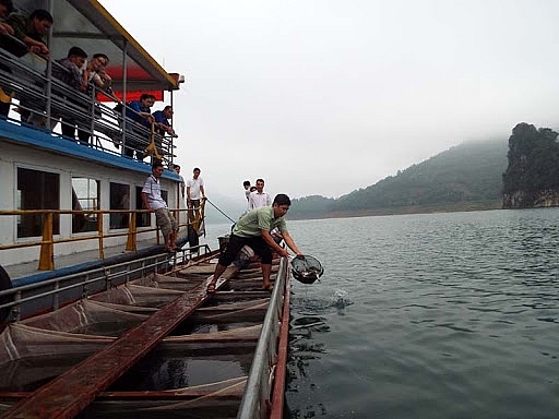 Hà Nội thí điểm bảo vệ, tái tạo nguồn lợi thủy sản lưu vực sông Đà