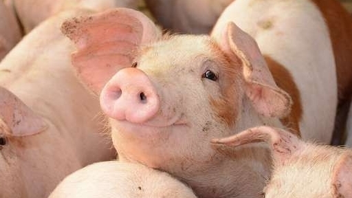 Giá thịt lợn hôm nay 23/10: Ghi nhận mức tăng trên cả 3 miền