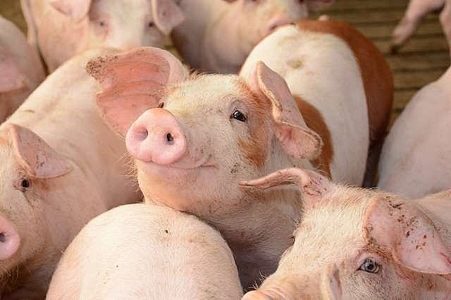 Giá thịt lợn hôm nay 23/10 ghi nhận mức tăng trên cả 3 miền