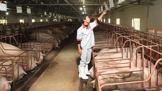 Giá thịt lợn hôm nay 24/10: Cao nhất là 77.000 đồng/kg
