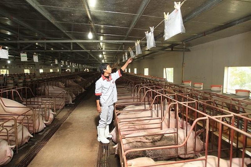 Giá thịt lợn hôm nay 24/10 cao nhất là 77.000 đồng/kg