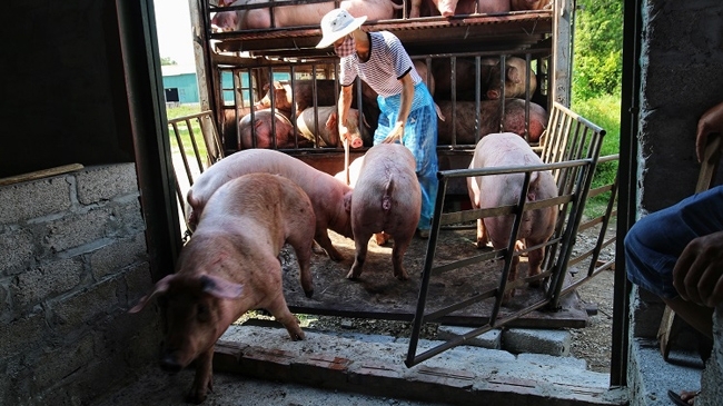 Giá thịt lợn hôm nay 26/10: Có địa phương tăng 1.000 - 2.000 đồng/kg