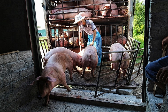 Giá thịt lợn hôm nay 26/10 có địa phương tăng 1.000 - 2.000 đồng/kg