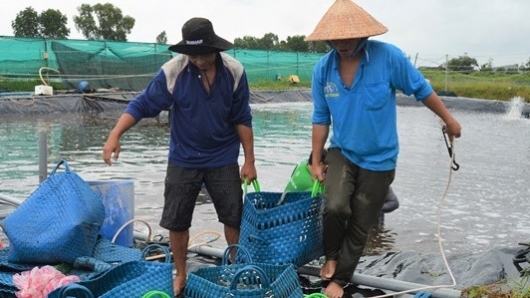 Cà Mau: Đề xuất hỗ trợ thực hiện dự án thúc đẩy nuôi trồng thủy sản bền vững