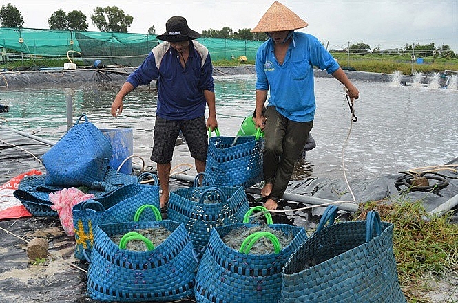 Cà Mau đề xuất hỗ trợ thực hiện dự án thúc đẩy nuôi trồng thủy sản bền vững