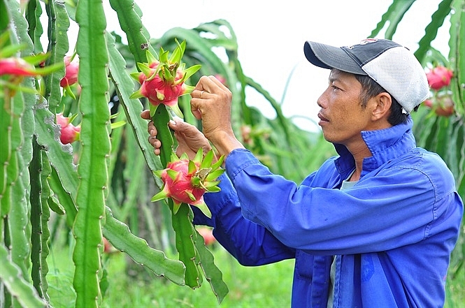 Kim ngạch xuất nhập khẩu nông sản Việt Nam - Trung Quốc sụt giảm trong 9 tháng đầu năm