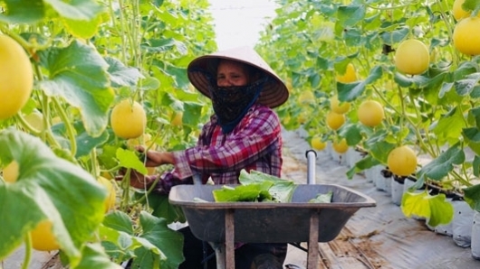 Hà Nội: Xuất khẩu nông sản tháng 10 tăng mạnh