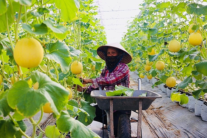 Xuất khẩu nông sản tháng 10 của Hà Nội tăng mạnh