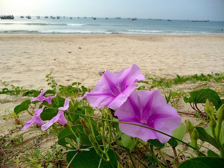 Nhắc đến Trà Cổ, người ta thường nghĩ ngay đến là nơi có bãi biển được mệnh danh là “trữ tình nhất Việt Nam