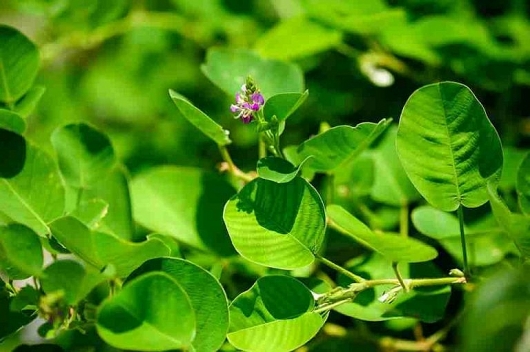 Thuốc Đông y: Tác dụng của loại dược liệu quý kim tiền thảo