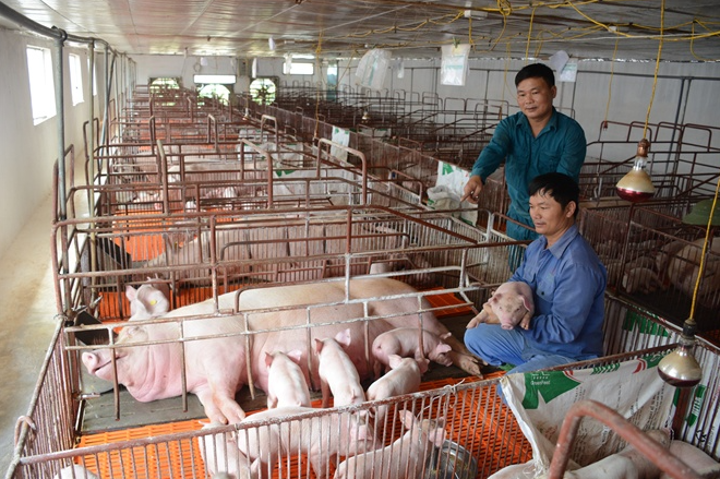 Giá thịt lợn hôm nay 29/10 duy trì đà tăng trên cả nước