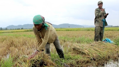 Cả nước đã thu hoạch được 990.700 ha lúa mùa