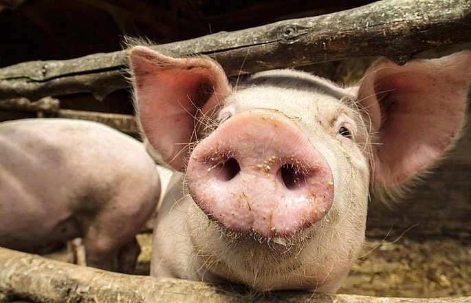 Giá thịt lợn hôm nay 31/10 đà tăng duy trì trên phạm vi cả nước