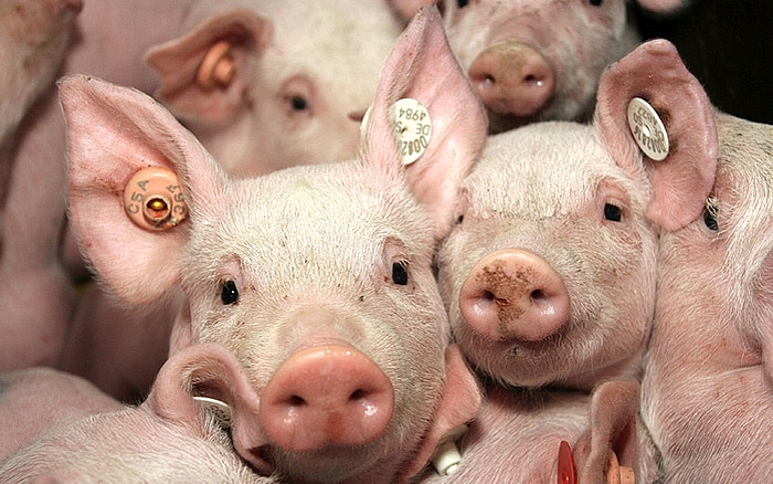 Giá thịt lợn hôm nay 2/11 tiếp tục nhích lên tại nhiều địa phương
