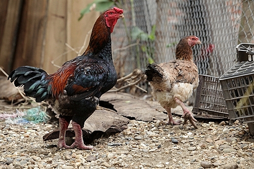 Những năm gần đây, giống gà này được khôi phục, trở thành đặc sản của tỉnh Bắc Ninh
