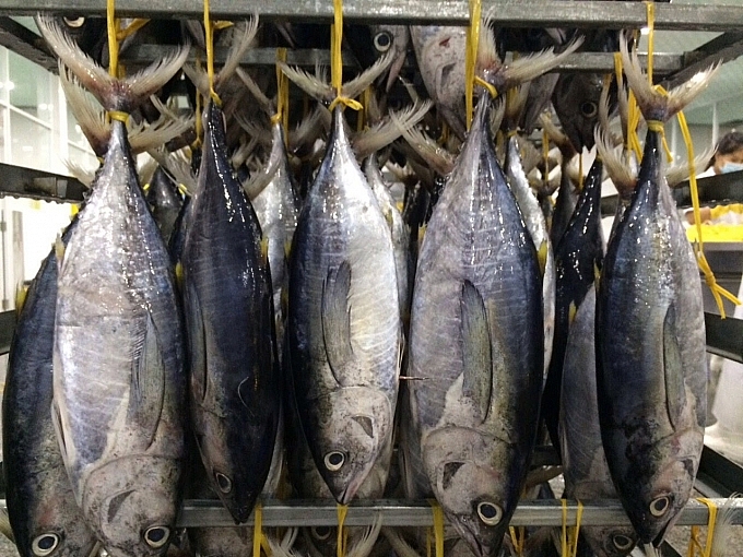 Sau một thời gian sụt giảm liên tục, xuất khẩu cá ngừ của Việt Nam sang Mỹ đã tăng trở lại