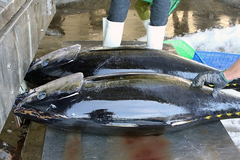 Tuy nhiên, sản phẩm cá ngừ của Việt Nam đang khó cạnh tranh ở thị trường Mỹ