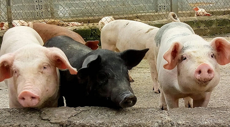 Giá thịt lợn hôm nay điều chỉnh nhẹ tai một số tỉnh thành