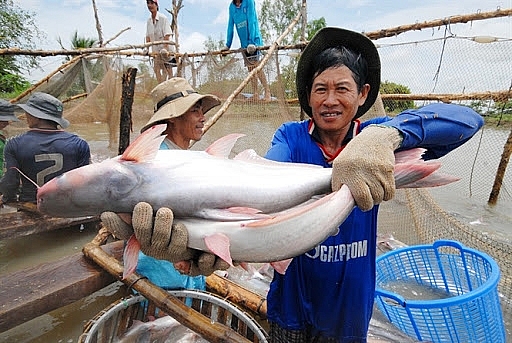Sau một thời gian dài ở mức thấp, giá cá tra nguyên liệu tại nhiều địa phương vùng Đồng bằng sông Cửu Long đã tăng lên 