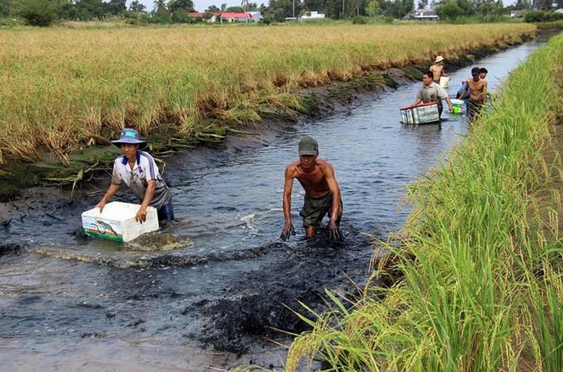  nuôi tôm càng xanh xen canh trong ruộng lúa là một điển hình thích ứng với biến đổi khi hậu, vừa góp phần cho các giải pháp phát triển nông nghiệp xanh bền vững, thân thiện môi trường.