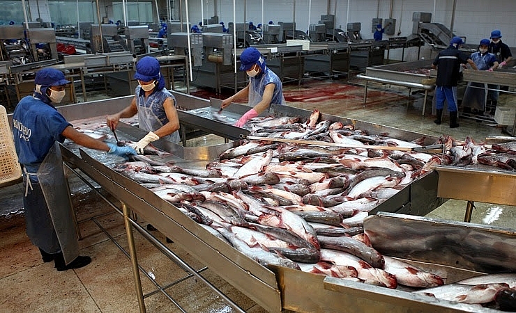 Đã có hơn 130 doanh nghiệp cá tra Việt Nam tích cực xuất khẩu cá tra sang thị trường Trung Quốc