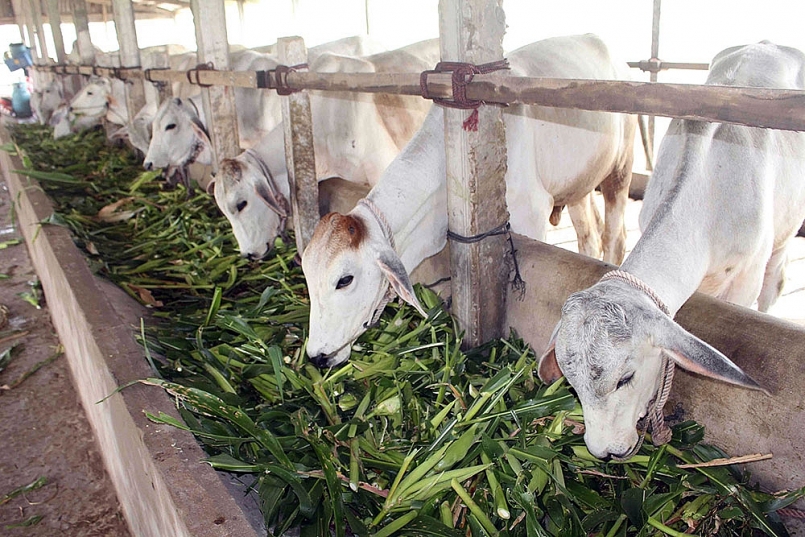 Quy định về mật độ chăn nuôi trên địa bàn tỉnh An Giang