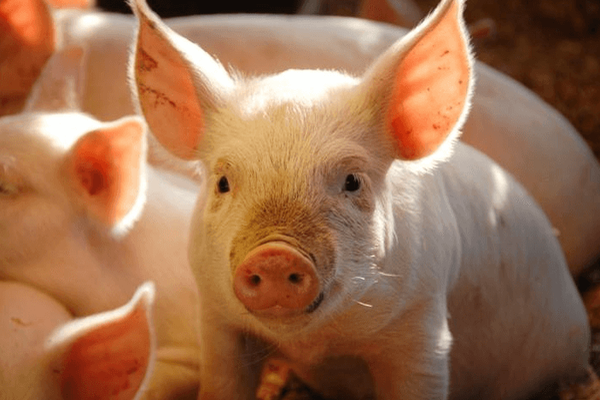 Giá thịt lợn hôm nay 12/11 điều chỉnh ở một số tỉnh thành