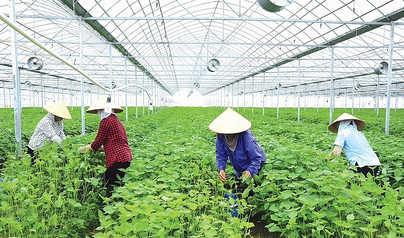 Toàn tỉnh Bắc Ninh phấn đấu gieo trồng 35.100ha diện tích vụ Xuân 2021