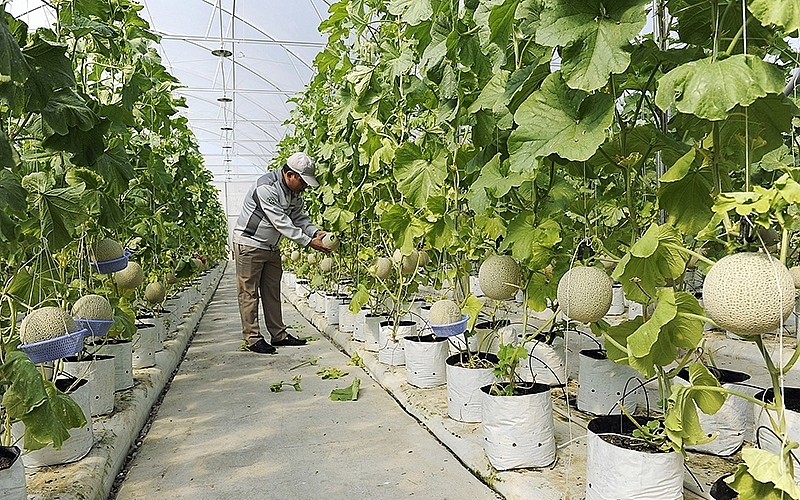Bắc Ninh: Phấn đấu gieo trồng 35.100ha diện tích vụ Xuân 2021