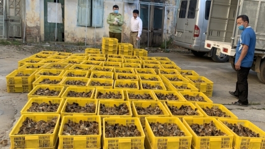 Lạng Sơn: Ngăn chặn 40.000 con gà giống nhập lậu