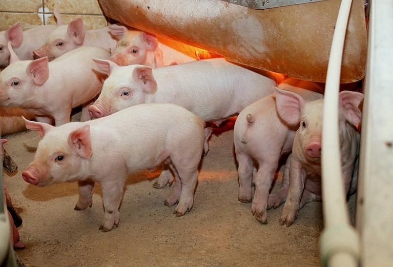 Giá thịt lợn hôm nay 15/11: Dao động từ 65.000 - 76.000 đồng/kg