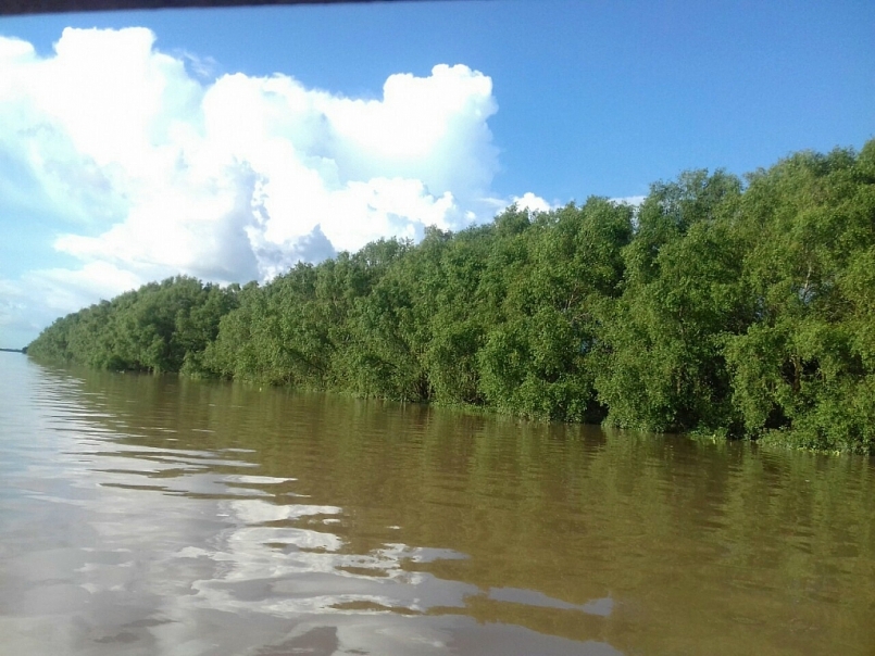 Tỉnh Trà Vinh vừa phê duyệt phương án chuyển đổi 3.790 ha rừng phòng hộ sang rừng sản xuất