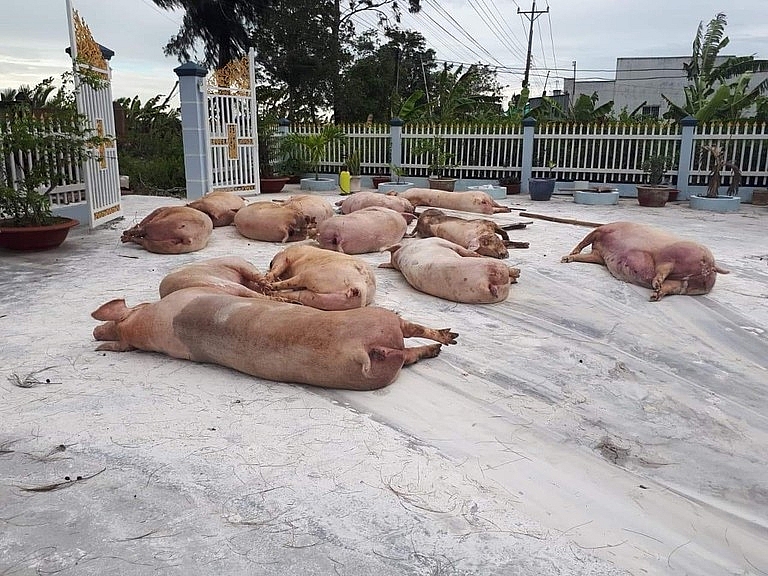 Tiền Giang công bố dịch tả lợn châu Phi tại xã Tân Thới, huyện Tân Phú Đông