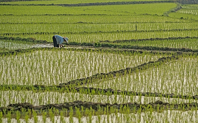 Miền Bắc dự kiến gieo cấy hơn 1 triệu ha trong vụ Đông Xuân 2020-2021