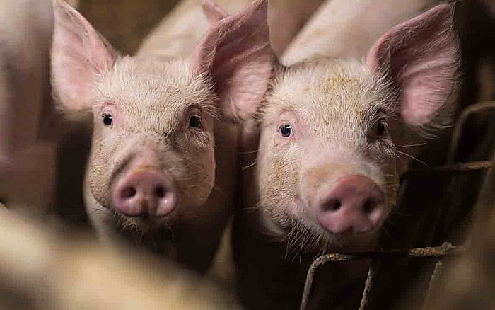 Giá thịt lợn hôm nay 18/11 trên cả 3 miền đồng loạt giảm