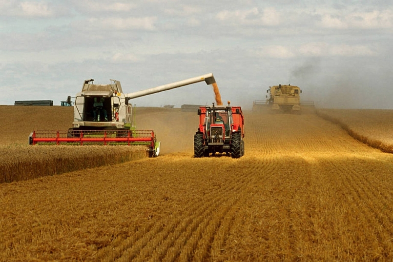 FAO dự báo sản lượng ngũ cốc vẫn đạt mức cao nhất mọi thời đại
